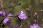 Slenderleaf false foxglove